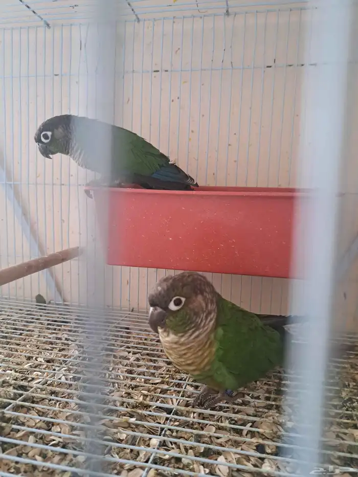 جوز كنيور بفروخه 2