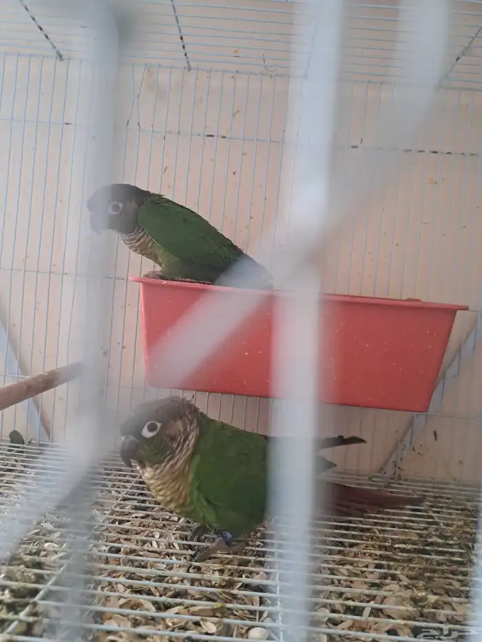 جوز كنيور بفروخه 1