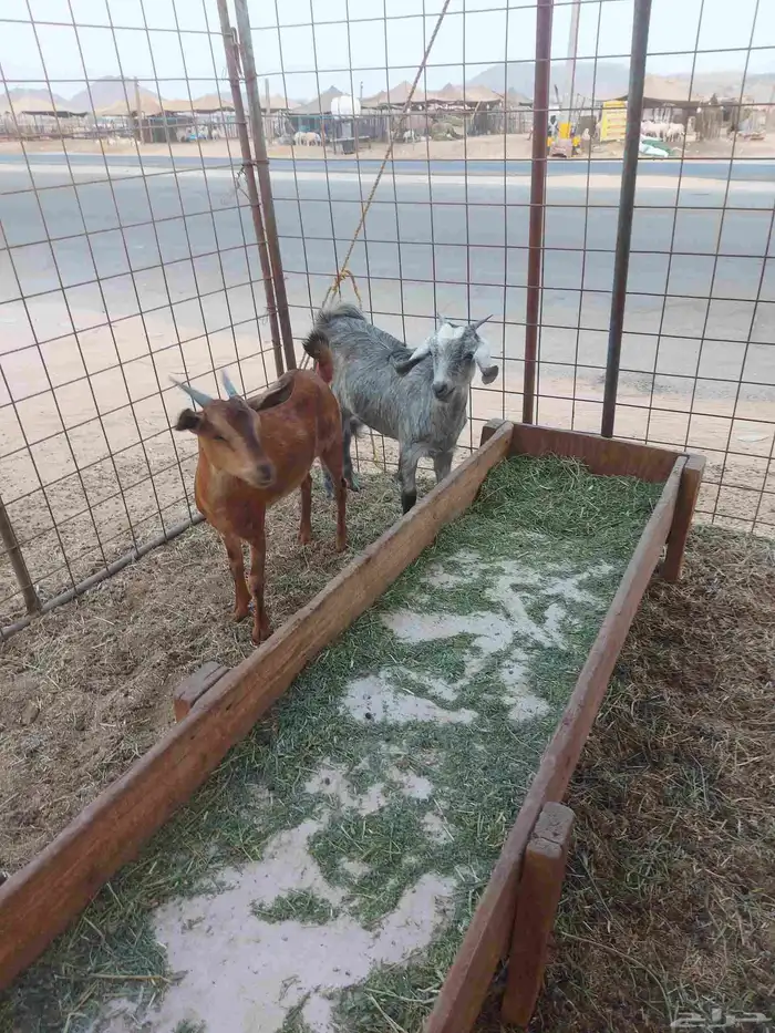 جفار للبيع 2