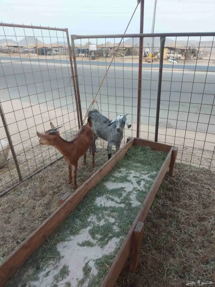 جفار للبيع 0