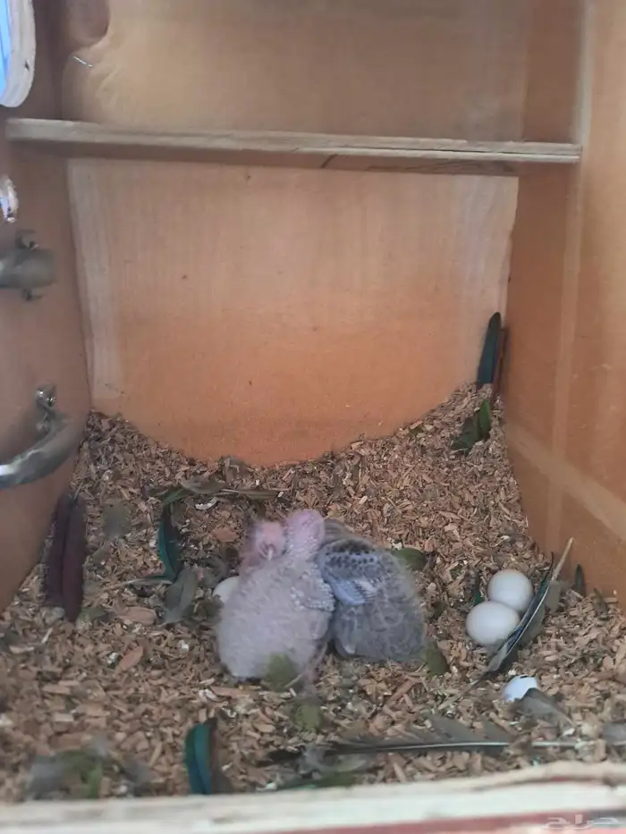 جوز كنيور بفروخه 3