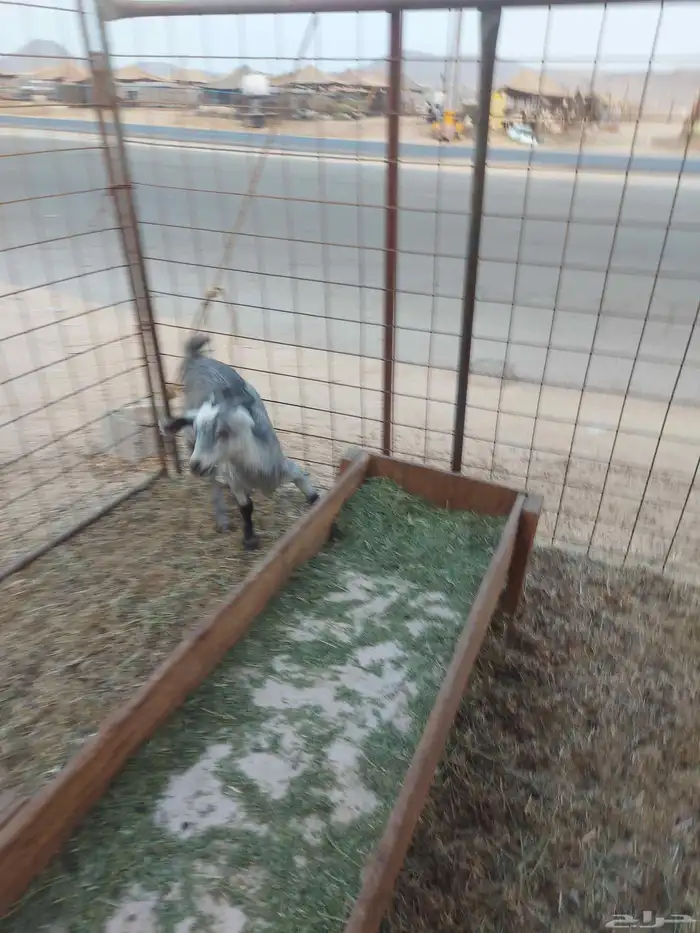 جفار للبيع 3