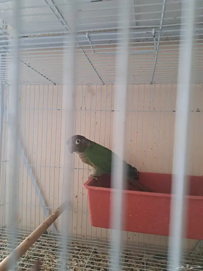 جوز كنيور بفروخه 0