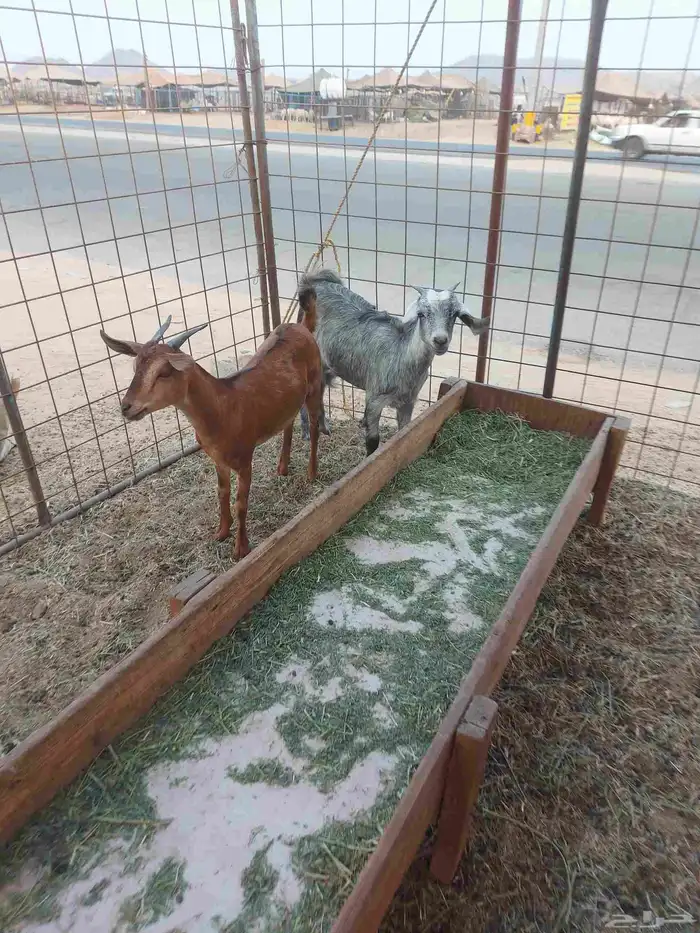 جفار للبيع 1