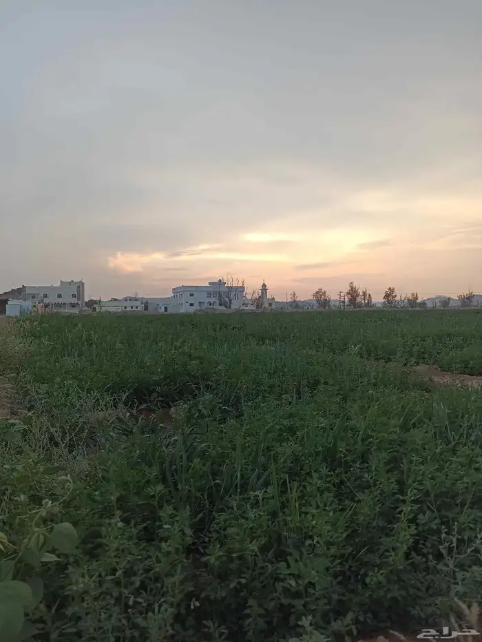 مطلوب أرض زراعيه للإيجار مساحه لاتقل عن 45 الف متر مربع 0