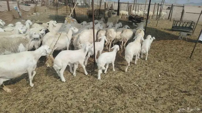 غنم حريات طيبه 45 تحتها 19 0