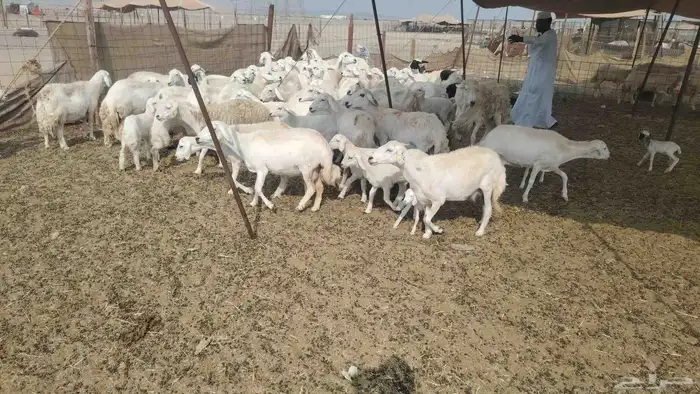 غنم حريات طيبه 45 تحتها 19 3