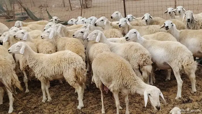 رخال حرش مراح واحد أخوات بعض 110 رأس جذعات وثنايا ورباع 29