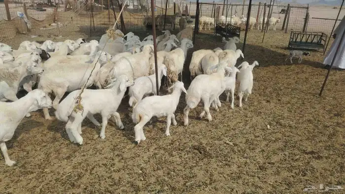 غنم حريات طيبه 45 تحتها 19 1