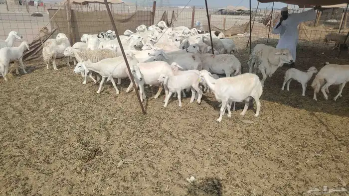 غنم حريات طيبه 45 تحتها 19 2