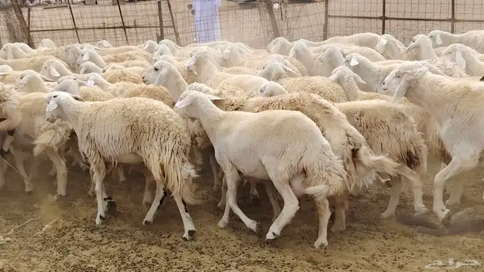 رخال حرش مراح واحد أخوات بعض 110 رأس جذعات وثنايا ورباع 13