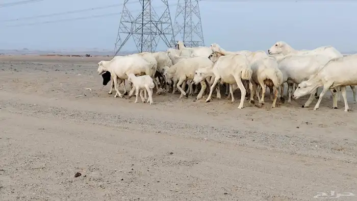 أعرض لكم غنم رفيدي العدد 25 تحتها 7 والباقي دفيع 4