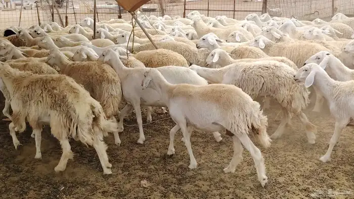 رخال حرش مراح واحد أخوات بعض 110 رأس جذعات وثنايا ورباع 1