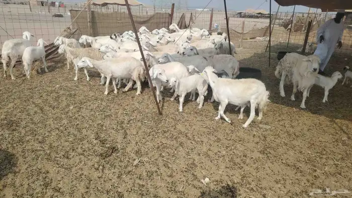 غنم حريات طيبه 45 تحتها 19 4