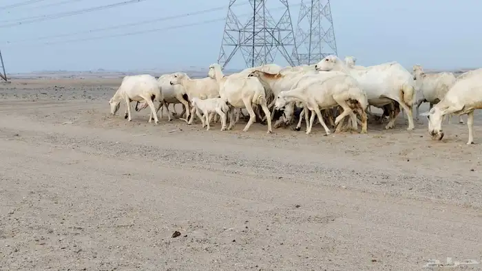 أعرض لكم غنم رفيدي العدد 25 تحتها 7 والباقي دفيع 8