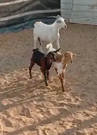 عنز حدرها 2 1