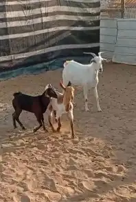 عنز حدرها 2 0