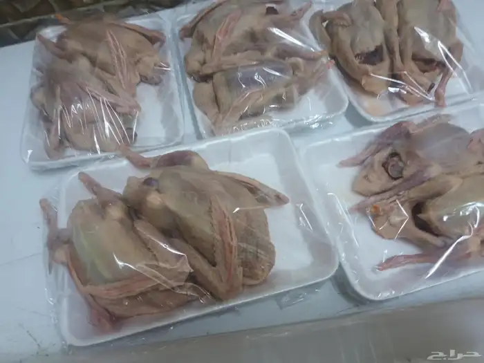 حمام زغاليل 0