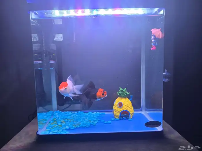 سمك زينه مع حوص 300 0