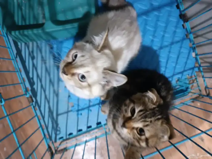 تبني قطط سكوتش 1