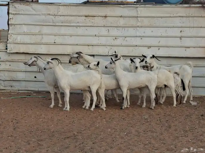 ماعز بشيات العدد 10 بلفحل 750 2