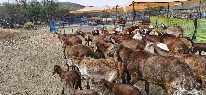 غنم سواكن حمري تم البيع 4