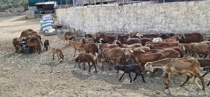 غنم سواكن حمري تم البيع 6