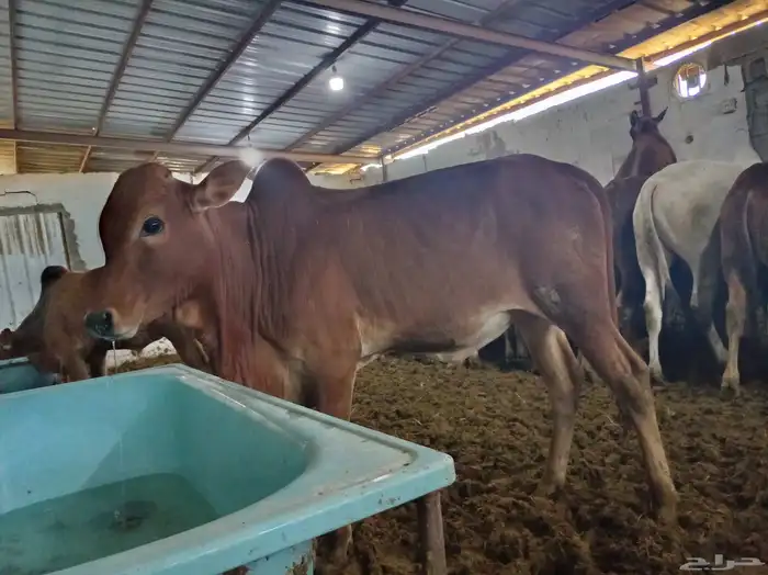 آحد رفيدة طريق لازمة 0