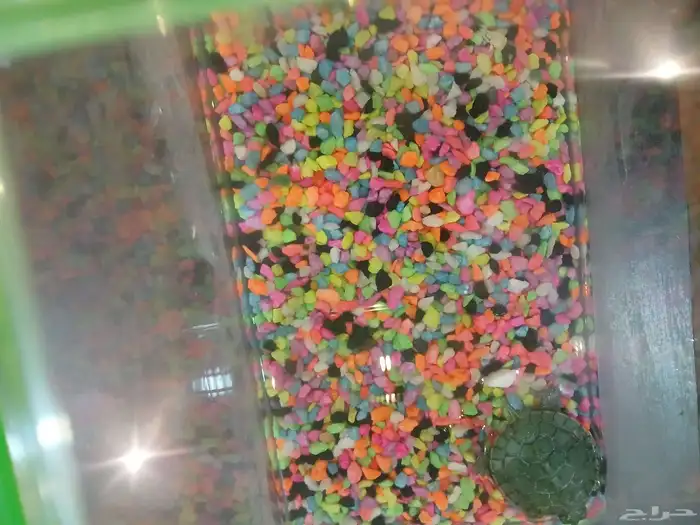 سلحفاة   برمائية 1