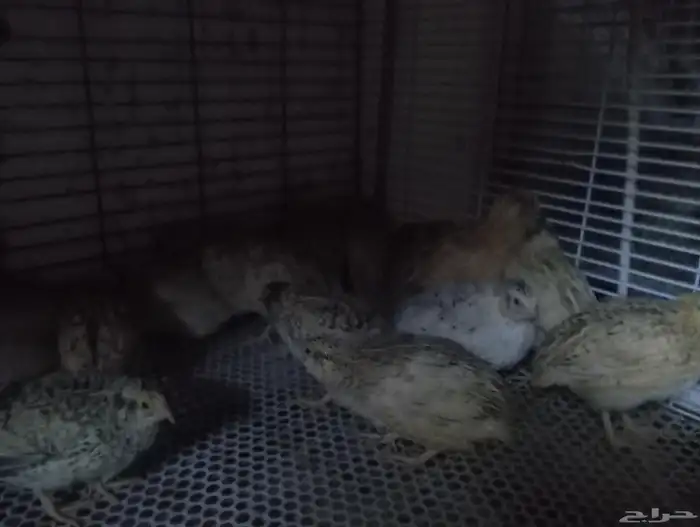 سمان وصوص دجاج 1