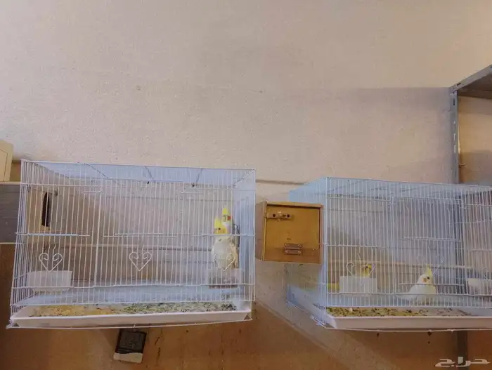 الطيور كروان الاثنين الجوزين ب 750 والجوز الواحد ب 400 2