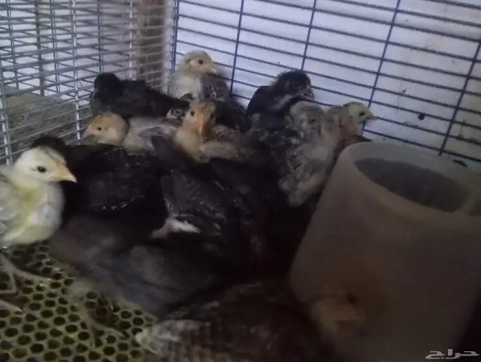 سمان وصوص دجاج 0