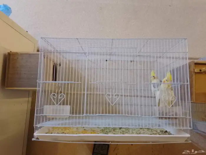 الطيور كروان الاثنين الجوزين ب 750 والجوز الواحد ب 400 1