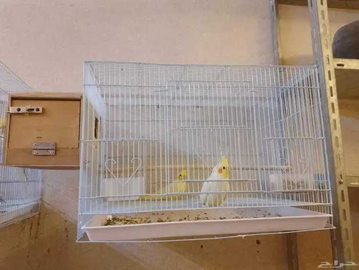 الطيور كروان الاثنين الجوزين ب 750 والجوز الواحد ب 400 0