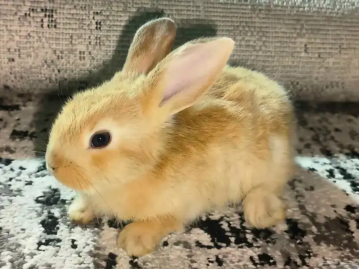 ارانب للبيع على السوم 0