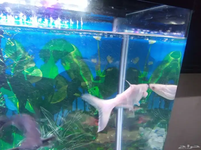 حلزون وأسماك قرش 2