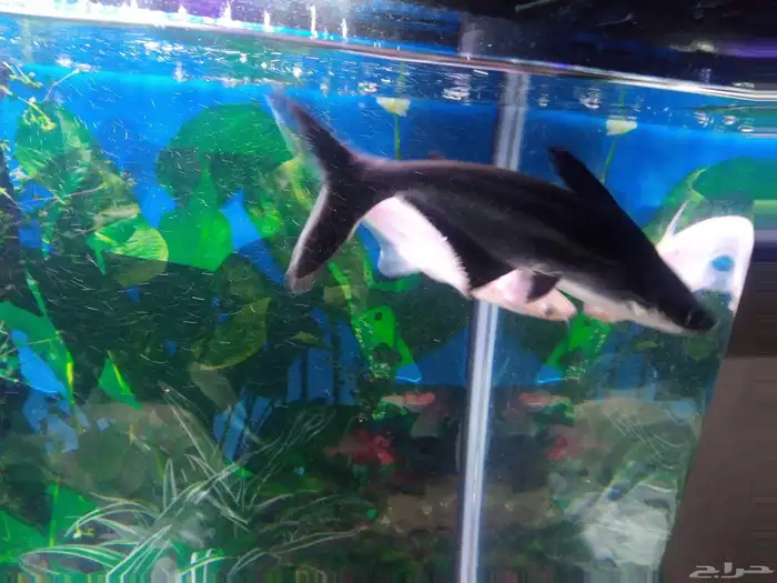 حلزون وأسماك قرش 0