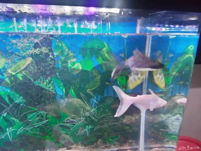 حلزون وأسماك قرش 1