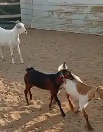 عنز حدرها 2 2