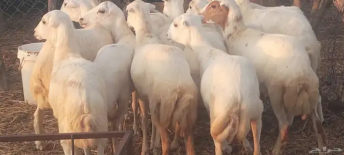 رخال رفيدي 1