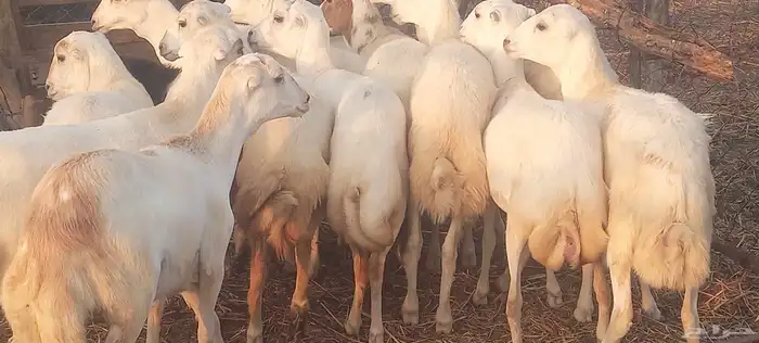 رخال رفيدي 0