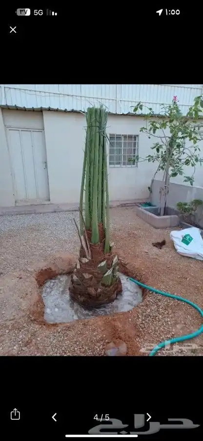 نخل للبيع منتج نخيل للبيع 8