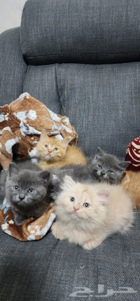 قطط سكاوتش ستريت 1