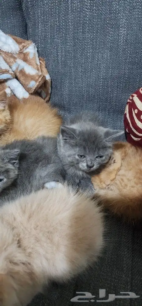 قطط سكاوتش ستريت 0