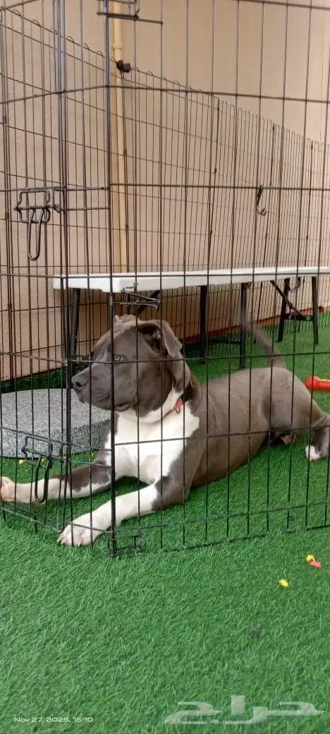 انثى بيت بول 0