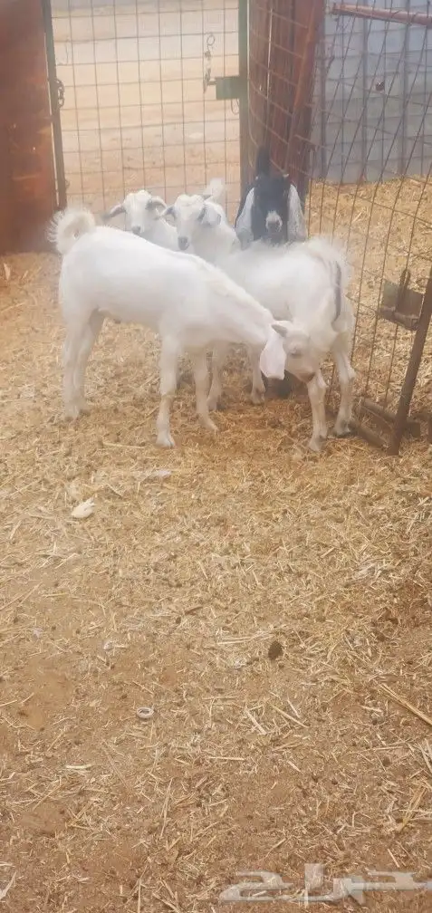 تيوس وجفره بيشي وعارضي 4 المحاميد 1