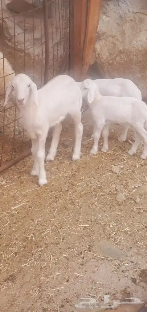 خلفات 2 تحتها 3 طليان المحاميد 3