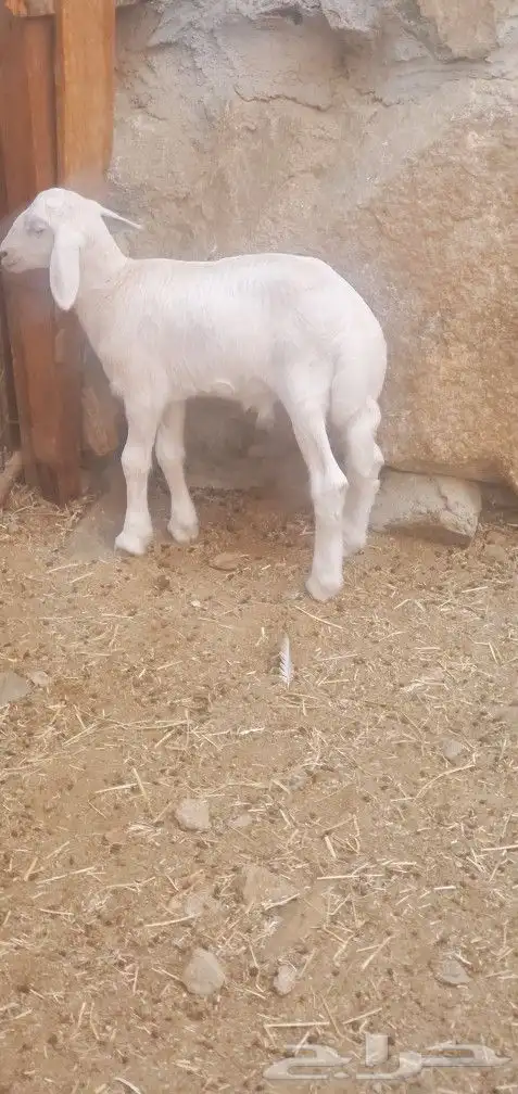 خلفات 2 تحتها 3 طليان المحاميد 1