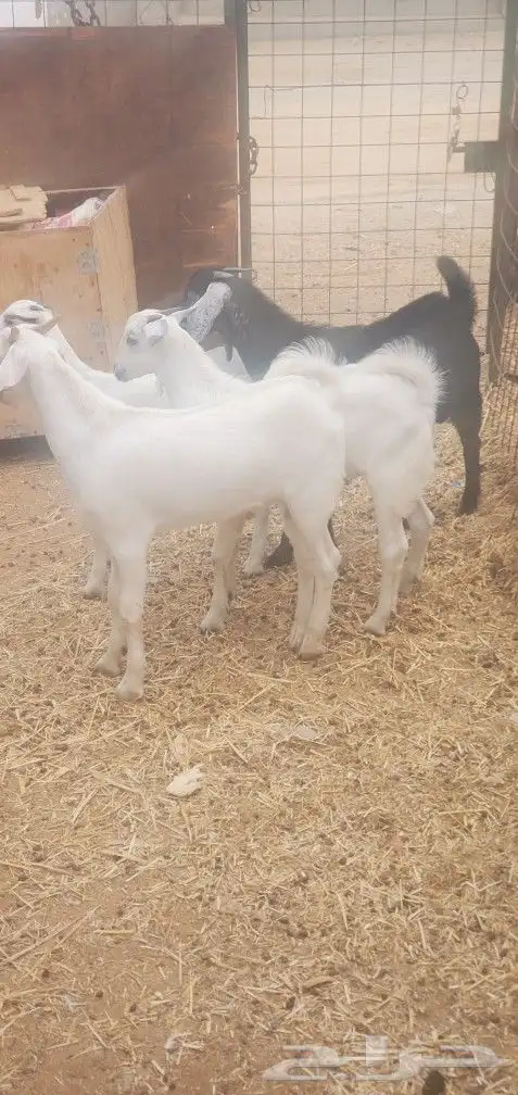 تيوس وجفره بيشي وعارضي 4 المحاميد 0