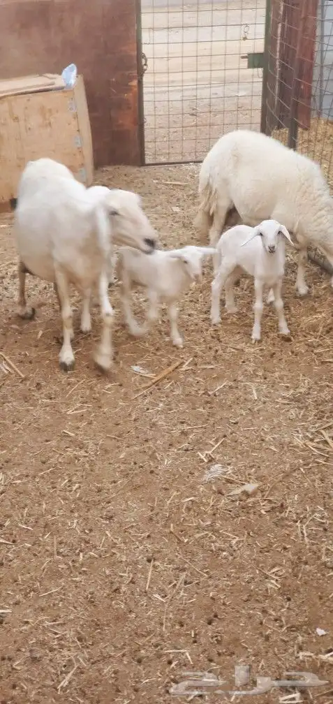 خلفات 2 تحتها 3 طليان المحاميد 5